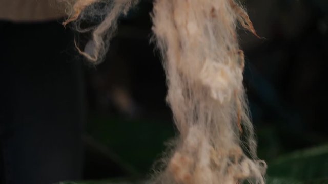 Close up of hands processing and sorting raw sheep wool fleece