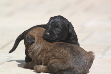 Adorable very young briard puppy shepherd dogs