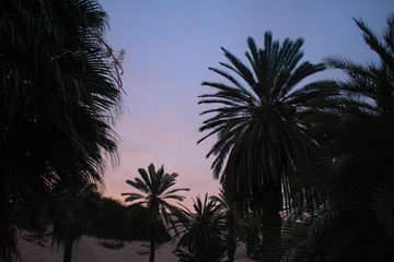 Landscape palm tree sunset purple in Huacachina Ica peru