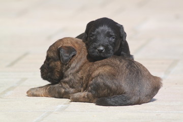Adorable very young briard puppy shepherd dogs