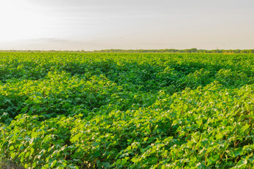 Campo de Algod&oacute;n, Algodonal