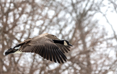 Goose. Canada goose in flight.Scene from wisconsin natural area.