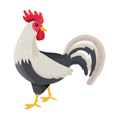 Cock of animal vector icon.Cartoon vector icon isolated on white background cock of animal.