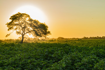 Atardecer, Algarrobo tapando el Sol al costado de campo de Algodón