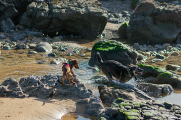 Dog rock jumping at beach puddles