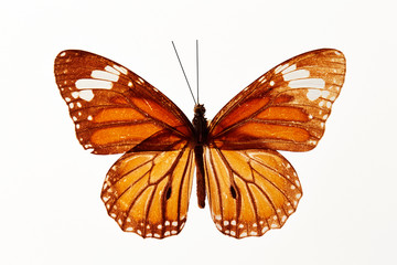 Butterfly specimen on white background 