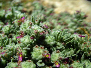 A plant growing on a stone near the sea