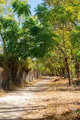 camino hermoso en el bosque