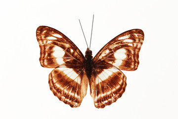 Butterfly specimen on white background 