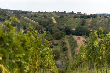 The view of Lendavske Gorice with wine yards