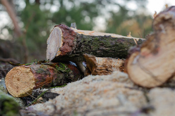 Freshly cut thick pine branches. Logging firewood. Eye level shooting. Close-up. Focus in the background. Blurred foreground. Without people. Landscape photo arrangement.
