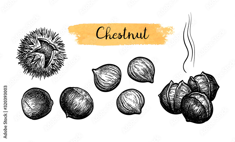 Wall mural Ink sketch of chestnuts.