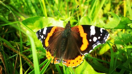Butterfly