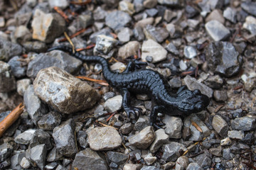 Salamander