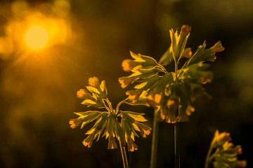 The blooming primrose Primula Veris against the rising sun