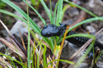 Salamander