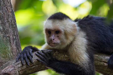 Capuchin monkey