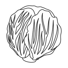 Cabbage vector icon.Outline,line vector icon isolated on white background cabbage.