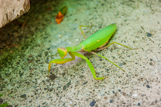 Green mantis sits on the cool concrete tiles of the summer garden. Shadow, coolness.