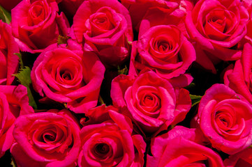 Obraz premium The background is red roses. Horizontal photo. Gift, bouquet, happy Valentine's Day, Valentine's Day