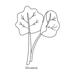 Rhubarb vector icon.Outline,line vector icon isolated on white background rhubarb.