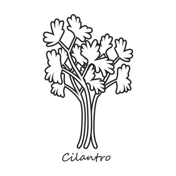 Cilantro Vector Icon.Outline,line Vector Icon Isolated On White Background Cilantro.