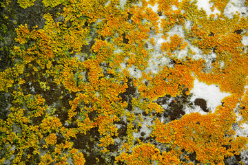 lichen and stone