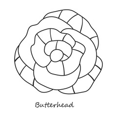 Butterhea vector icon.Outline,line vector icon isolated on white background butterhea .