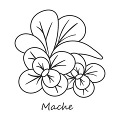Mache vector icon.Outline,line vector icon isolated on white background mache .