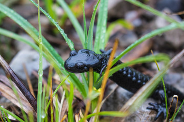 Salamander