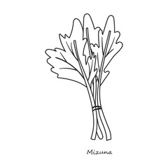 Mizuna vector icon.Outline,line vector icon isolated on white background mizuna .