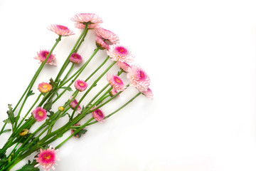 Pink Chrysanthemums