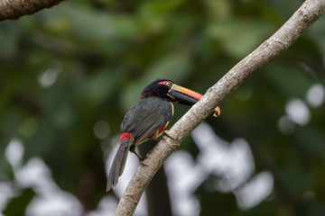 Fiery billed Aracari