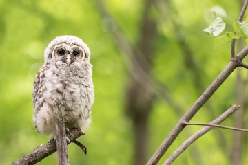 owl on branch