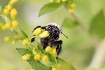 bee on flower