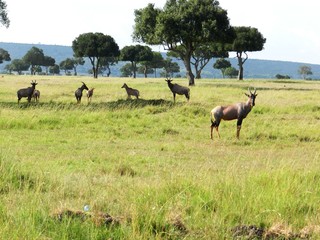 Naklejka na ściany i meble Group of topi antelopes grazing in the African savannah