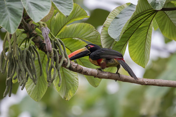 Fiery billed Aracari