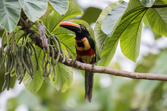 Fiery Billed Aracari