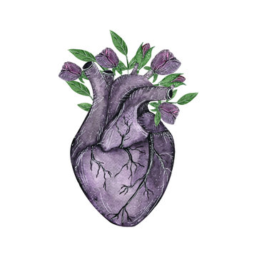 Violet anatomical human heart  with flowers. Watercolor hand drawn illustration in vintage style. Design for your tattoo, logo or other. Valentines day card.