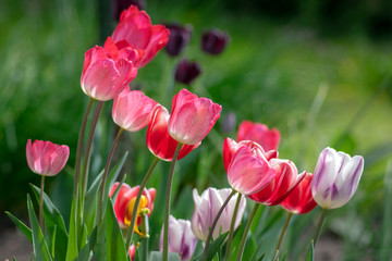 Fresh flowering tulips in springtime garden, beautiful early tulipa gesneriana flowers in bloom, various colors, flowers bunch