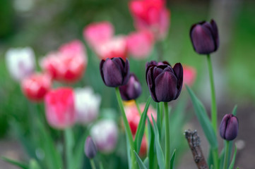 Beautiful dark purple flowering tulips in springtime garden, early tulipa gesneriana flowers in bloom, flowers bunch in daylight