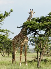 Lonely giraffe eating acacia leaves in the African savannah