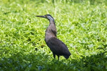 Bare throated tiger heron 