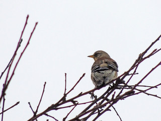 in the cold winter, the bird sat down to rest on a tree branch.