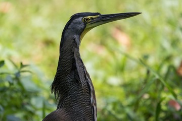 Bare throated tiger heron 
