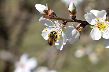 Bee collecting pollen from a white almond blossom with yellow stamens