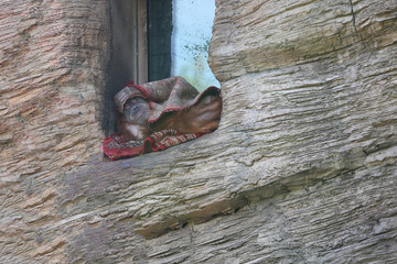 orangutan (Pongo pygmaeus) resting in the window opening on the carpet in the zoo