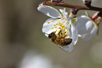 Bee collecting pollen from a white almond blossom with yellow stamens