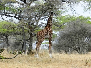 Lonely giraffe eating acacia leaves in the African savannah