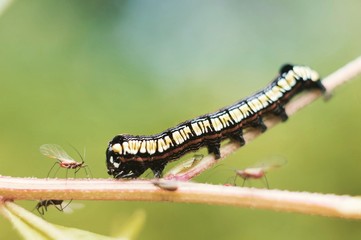 caterpillar on leaf